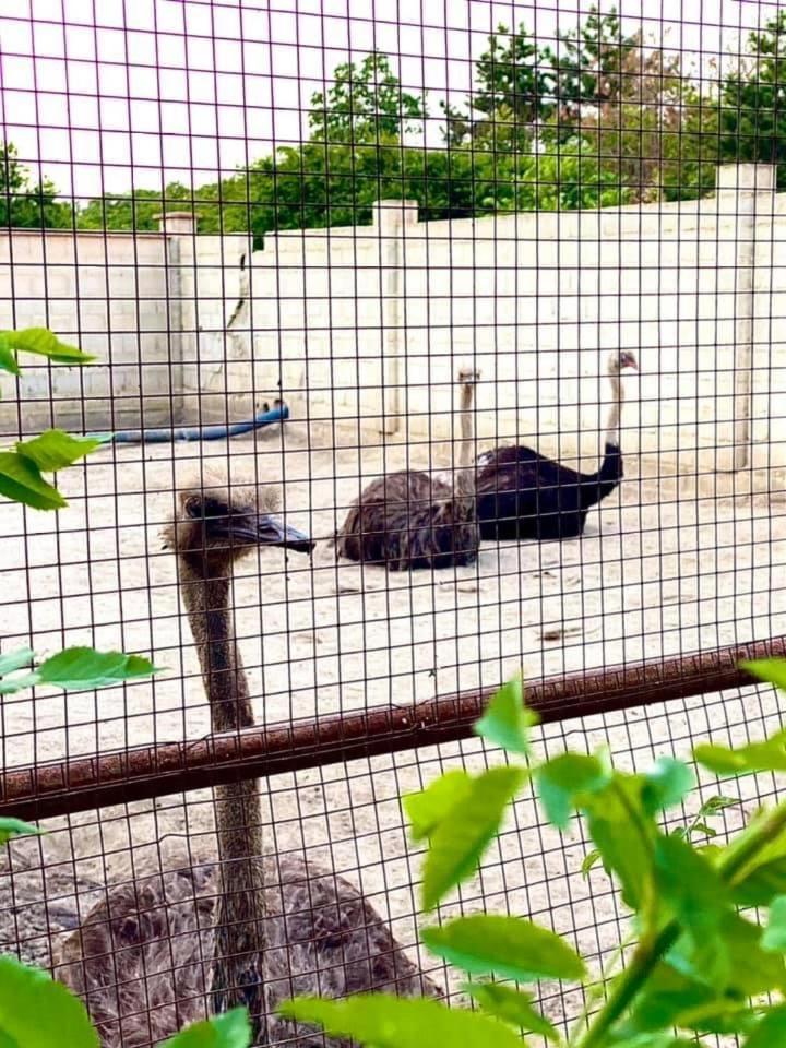 Guest Rooms Wild Duck Ezerets Bagian luar foto
